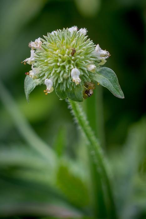 Nature Flora Flower