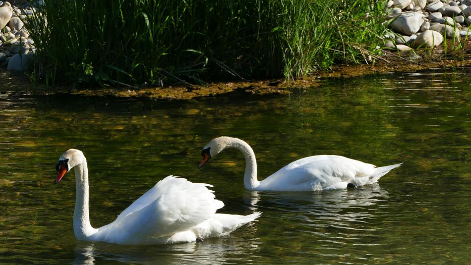 Nature Landscape River