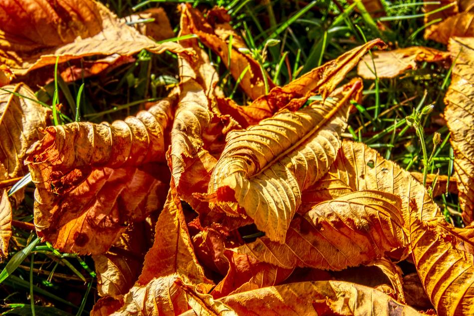 Leaves Fall Foliage Autumn