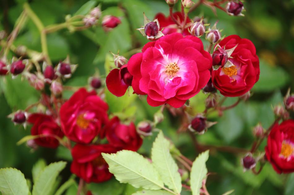 Pink Red Flower