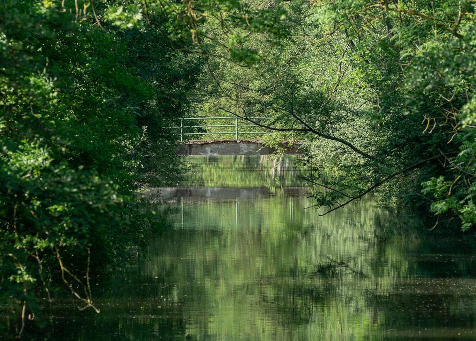 Nature Bach Bridge