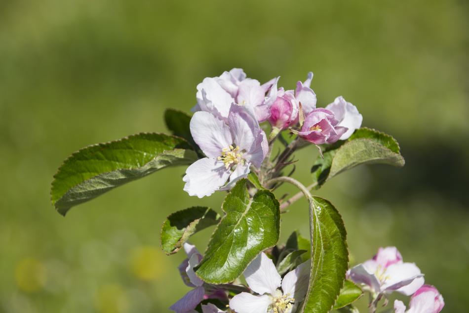 Blossom Bloom Apple