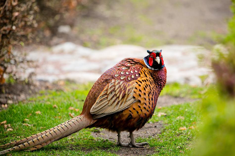 Nature Birds Animals