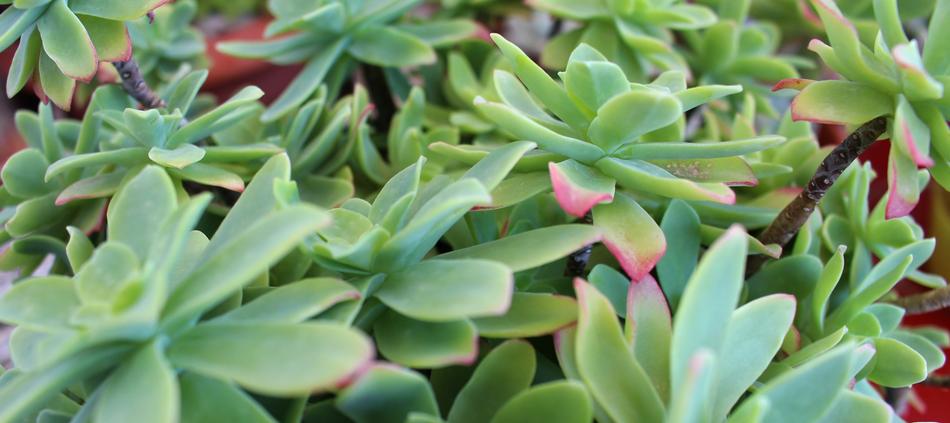 Cactus Green Background