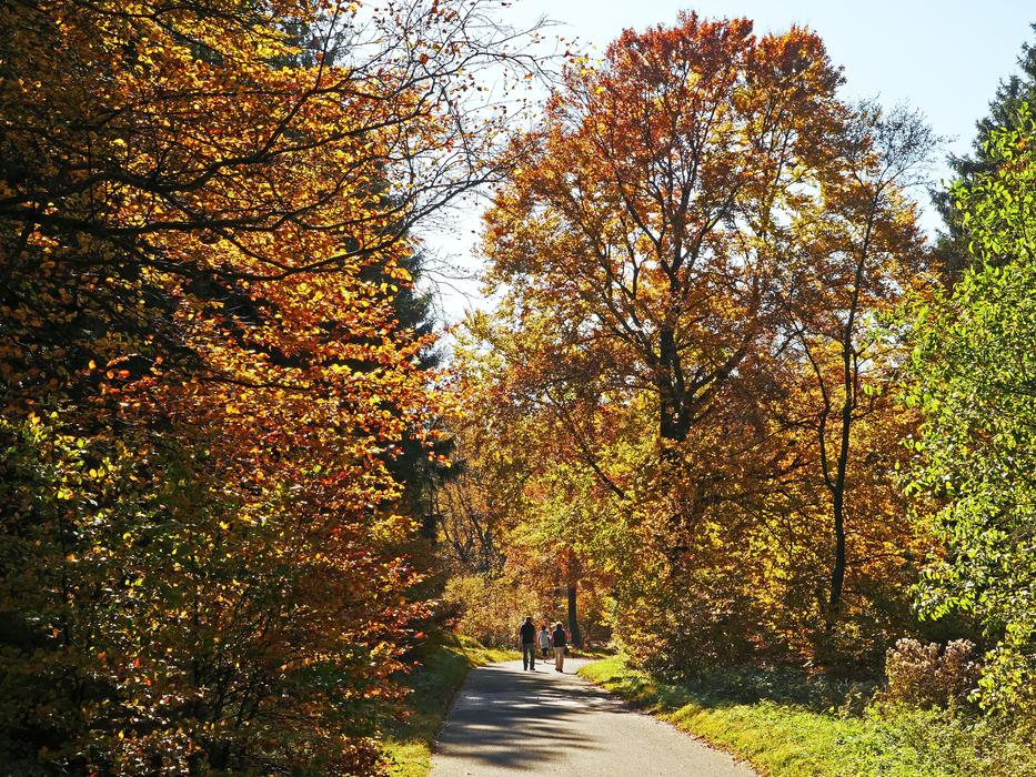 Autumn Forest Sauerland Walk