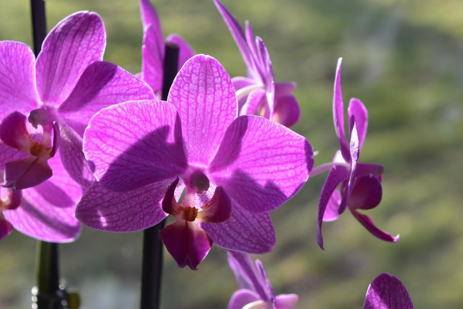 Flower Plant Nature