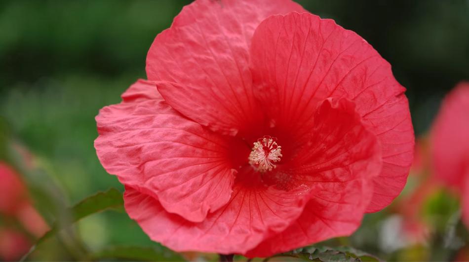 Flower Nature Flora