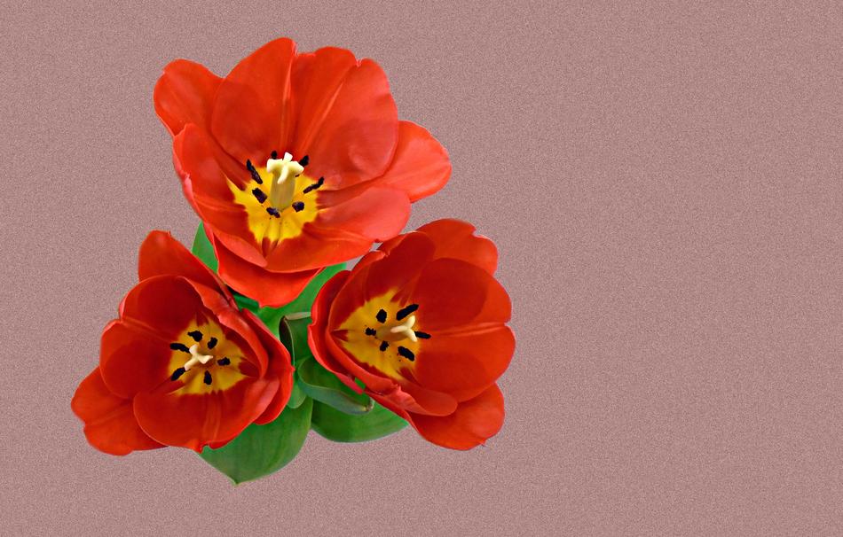 Tulip Spring Flower