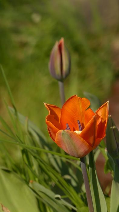 beautiful macro flower