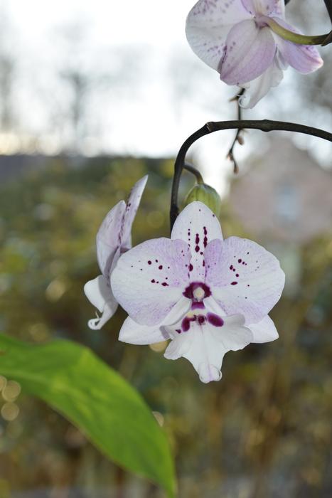 Flower Plant Nature