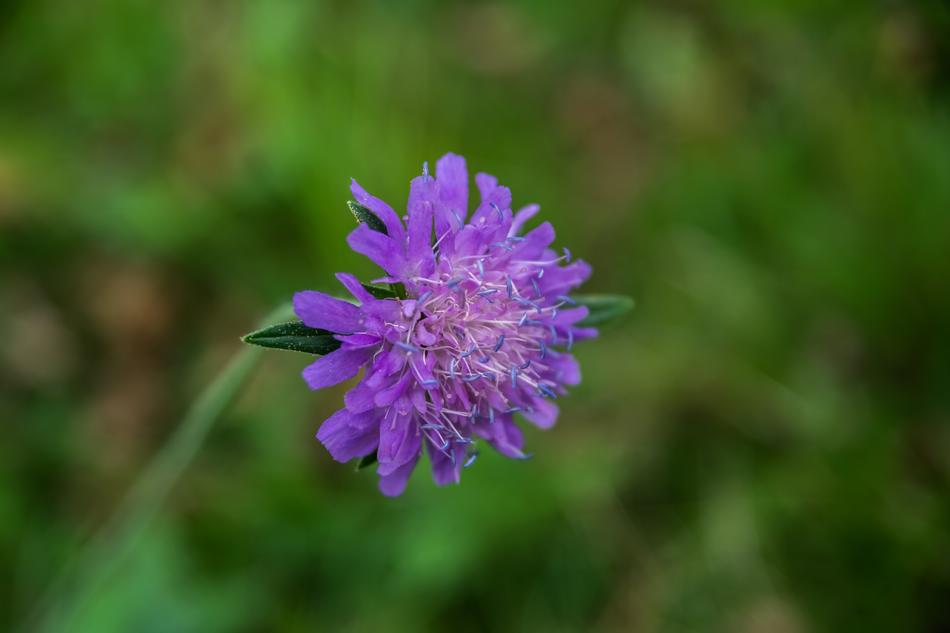 Flower Nature Wild