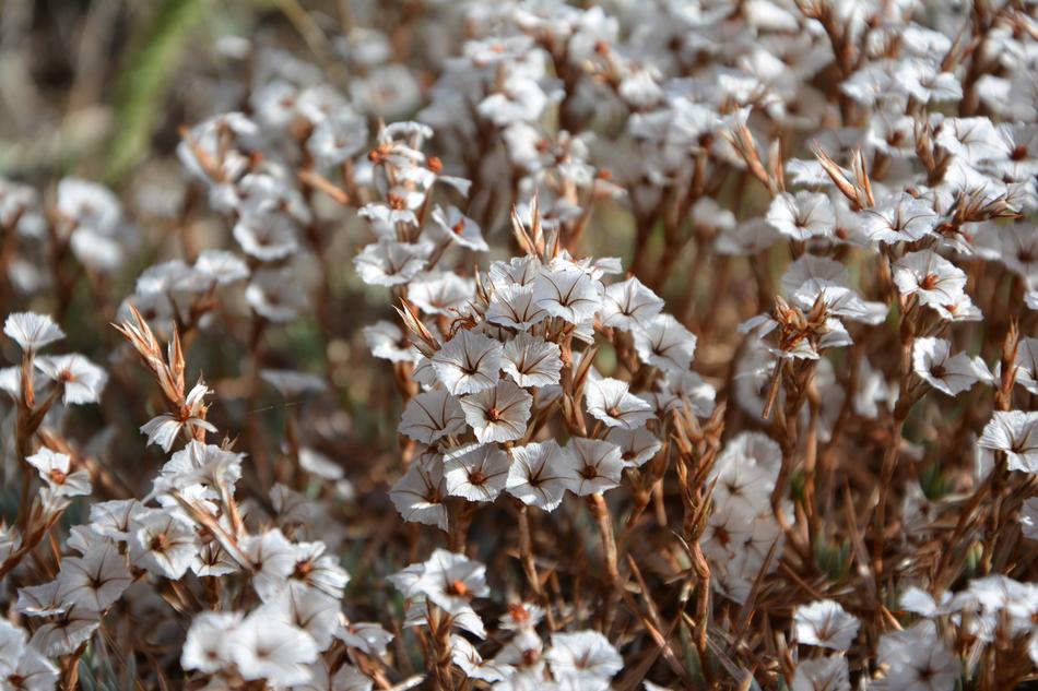 Flower Nature Macro Autumn