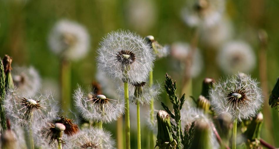 Dandelions Dandelion Nature