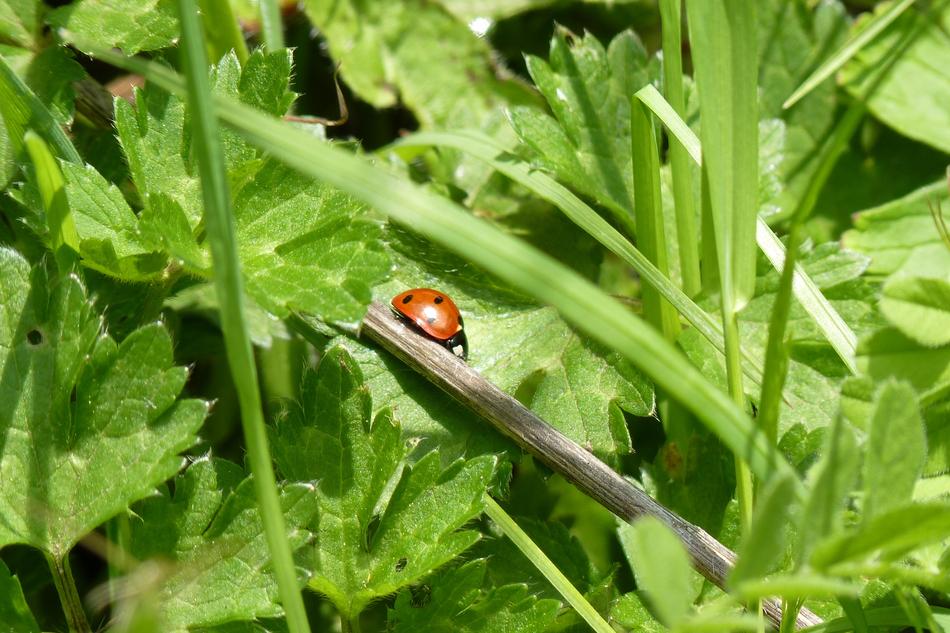 big ladybug on a leaf