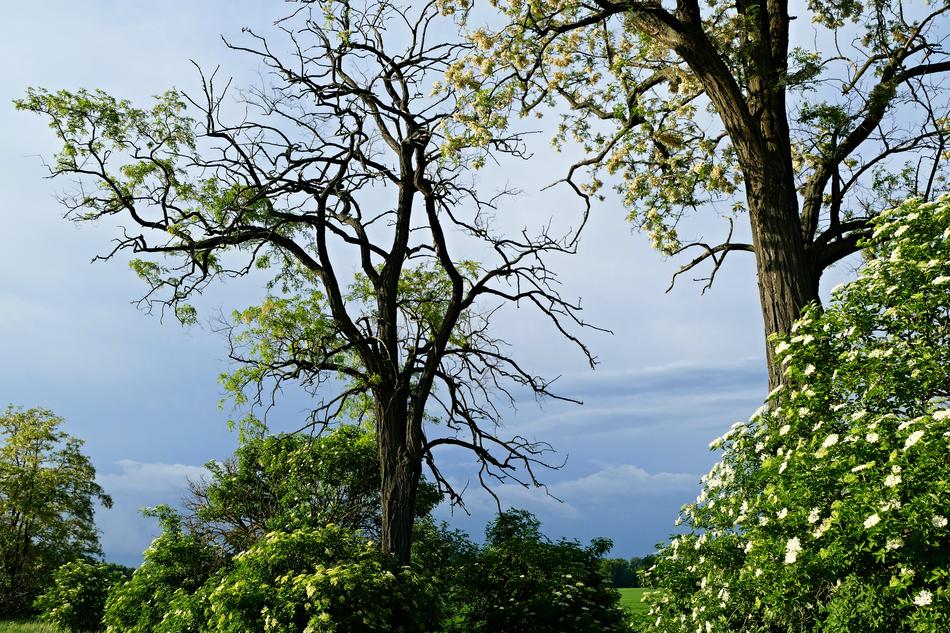 Tree Field Country