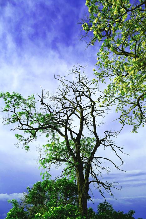 Tree Field Nature The