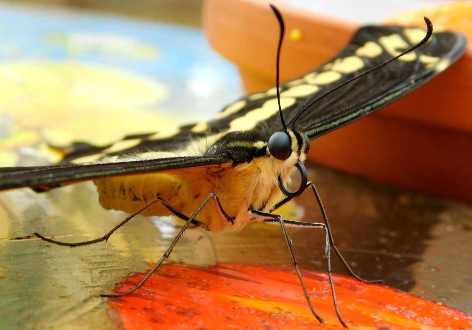Butterfly Bug Fauna
