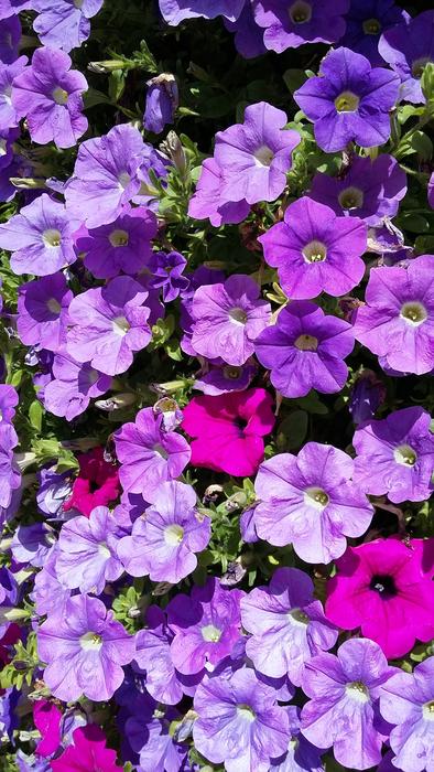 Purple Flowers Sun Flower