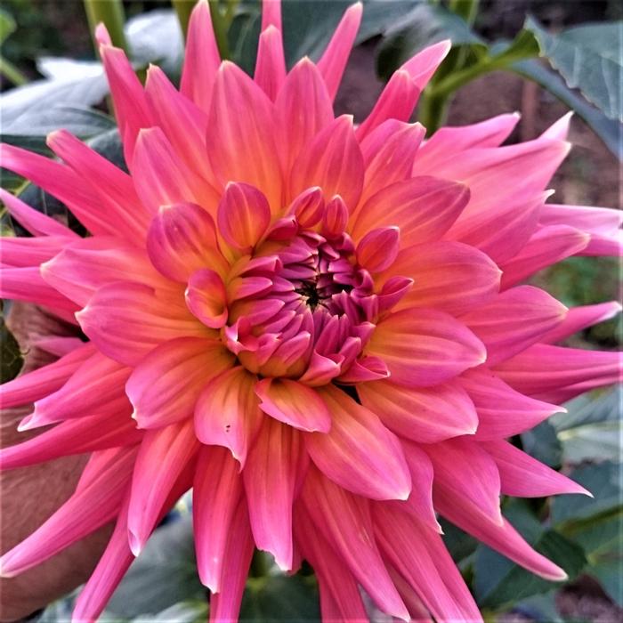 Flower Pink Blossom