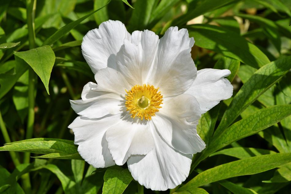 Anemone Florets Blossom
