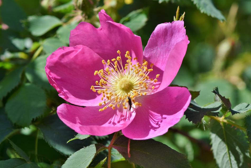 pink flowering bush