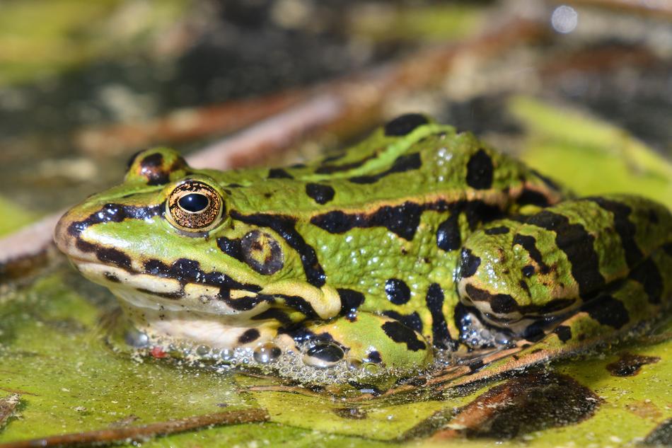 Frog Swim Nature