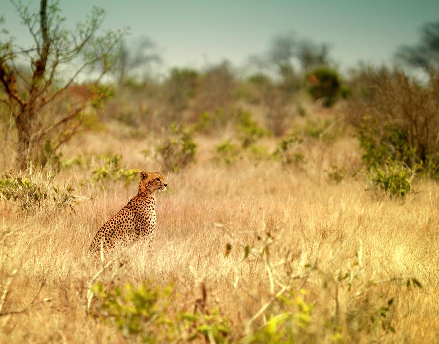 Animal World Grass Nature