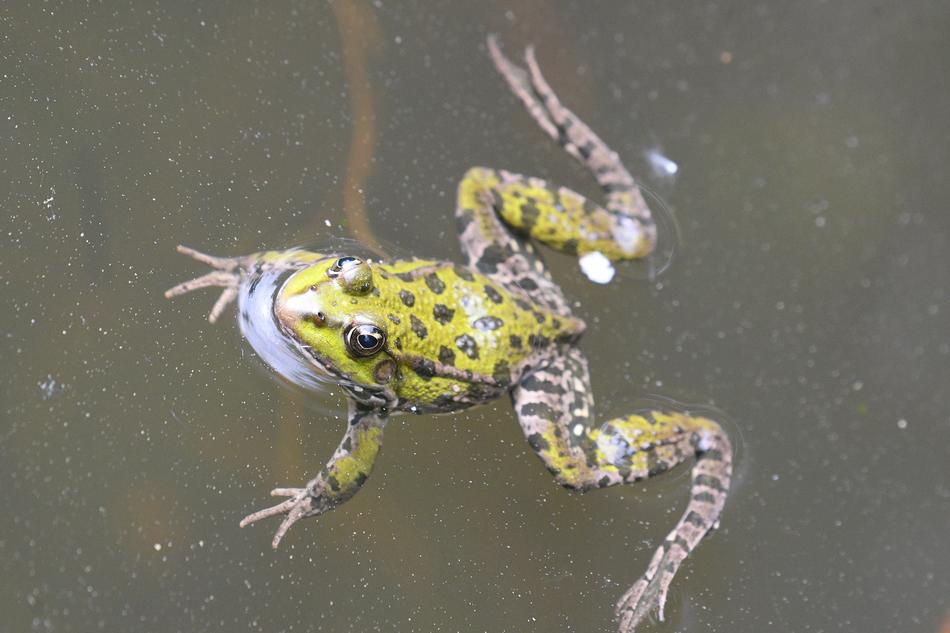 Frog Swim Nature