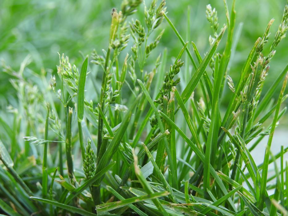 Lawn Grass Nature