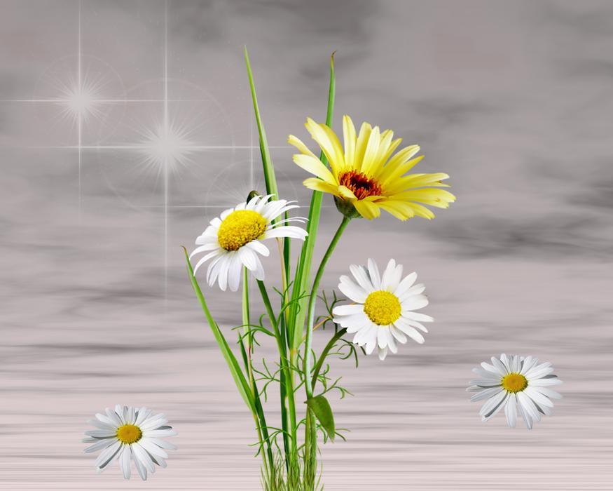 Flower Plant Nature