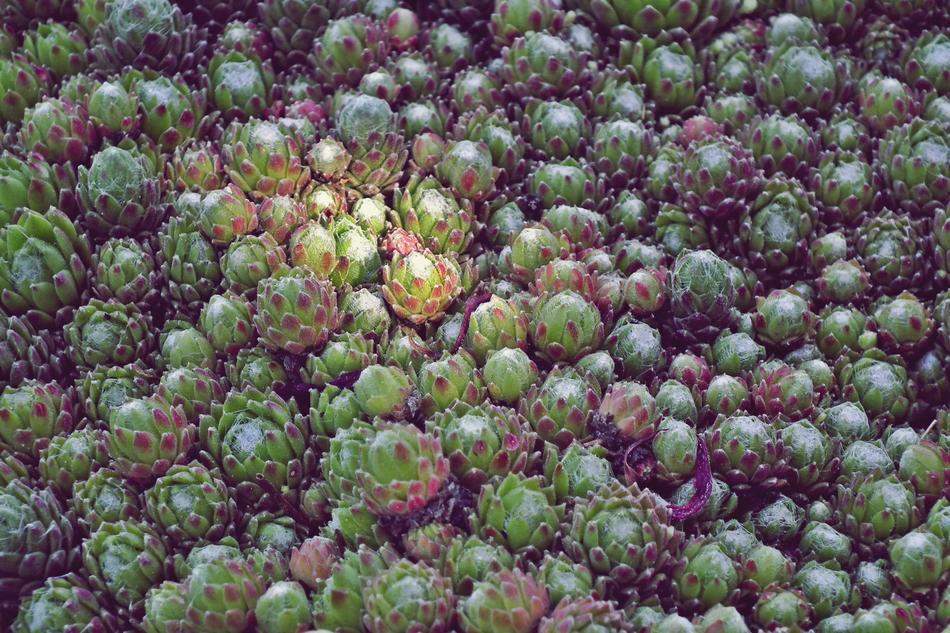 Plant Rojnik Spring
