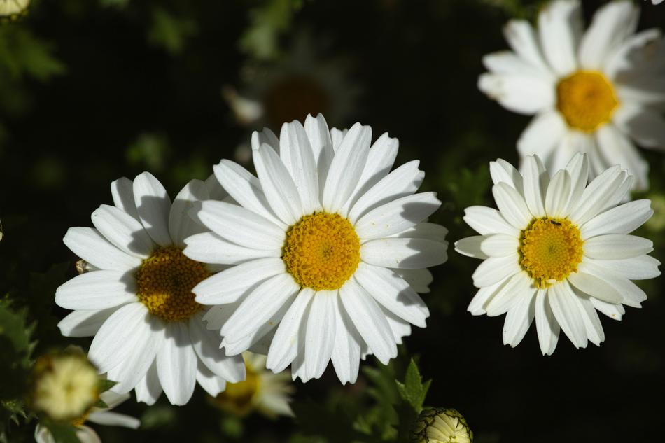 Flower Nature Daisy