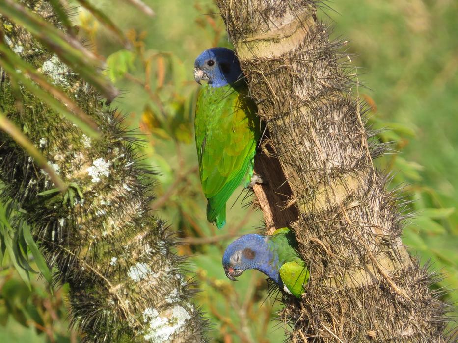 Nature Birds Animalia Wild