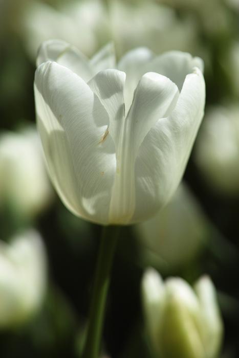 Flower Nature Tulips