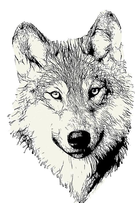 wolf head animal wild wildlife