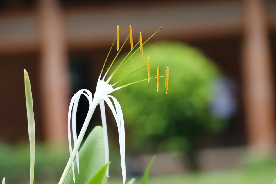 Nature Flora Outdoors