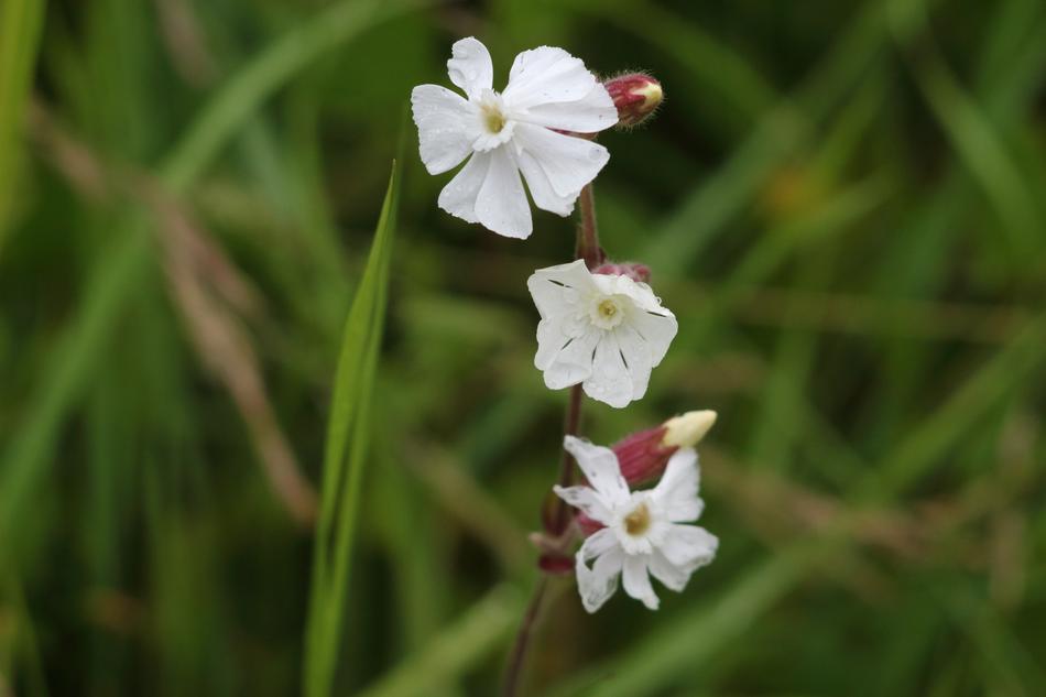 Flower Nature Plant