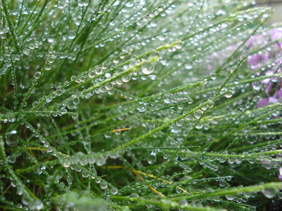 Plant Nature Environment