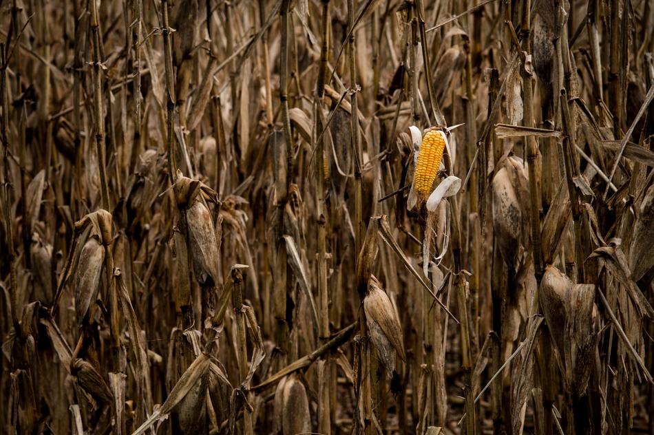 Crop Nature Corn On The Cob