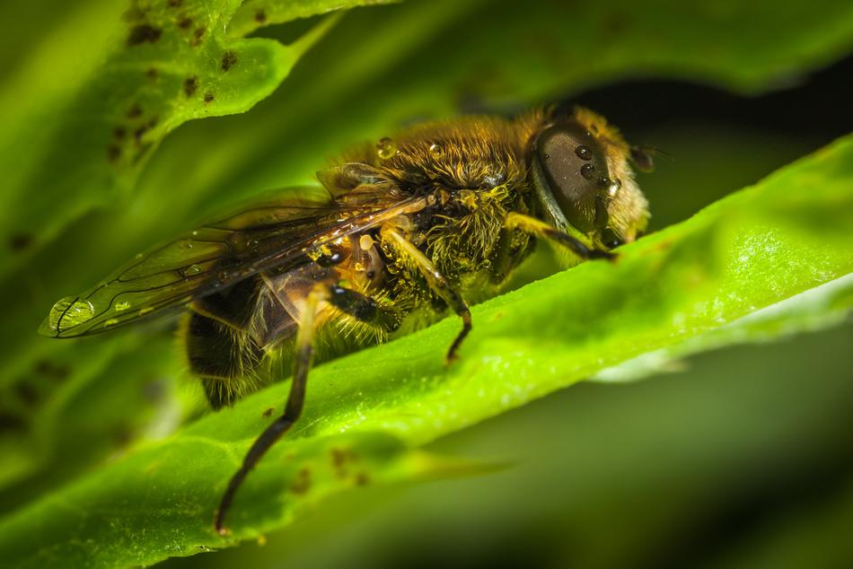 Nature Insect Krupnyj Plan