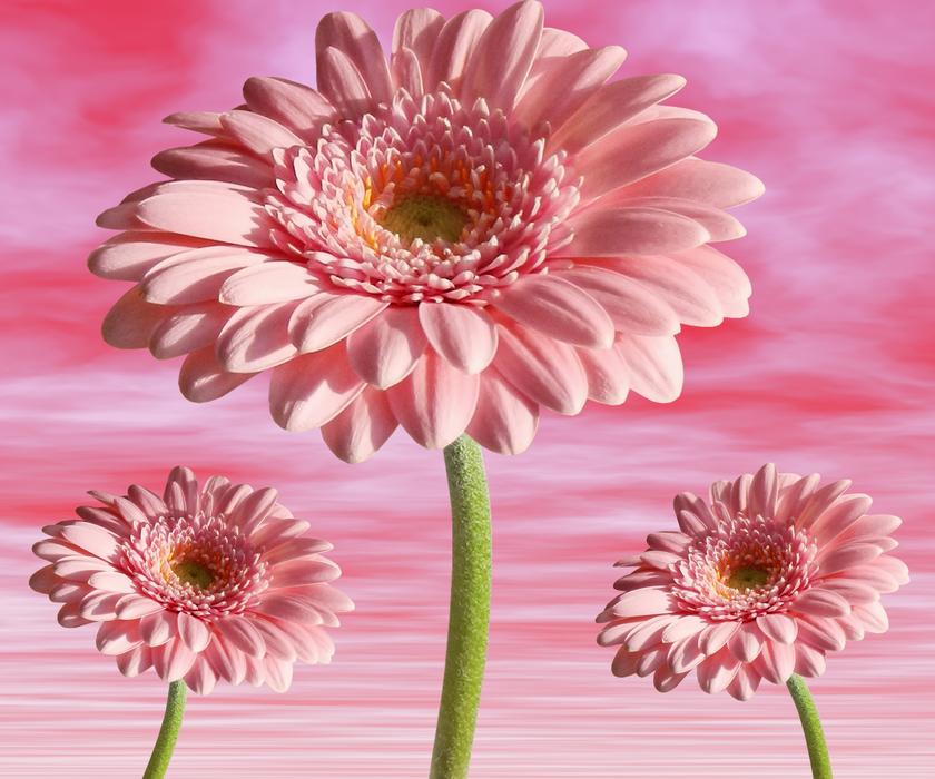 Flower Plant Nature