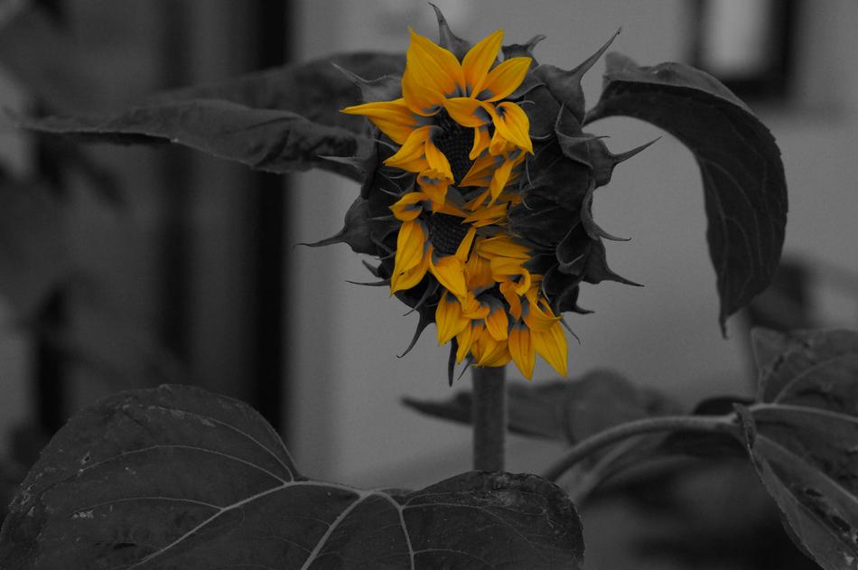 Sunflower Flower Of