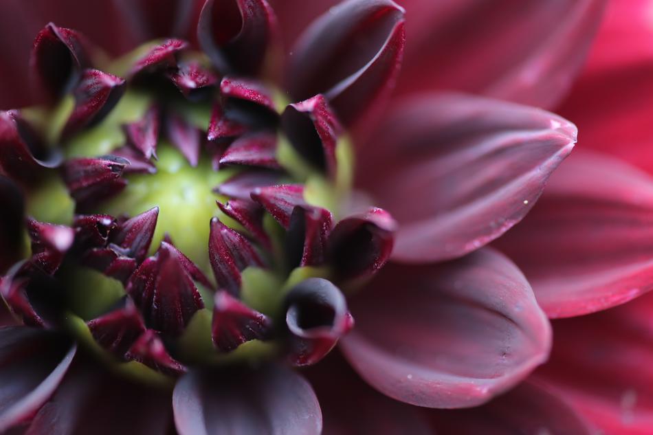 Petals Flower Burgundy