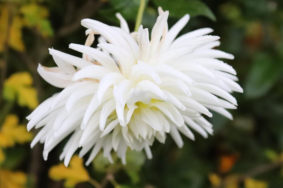 Dahlia Blossom Bloom