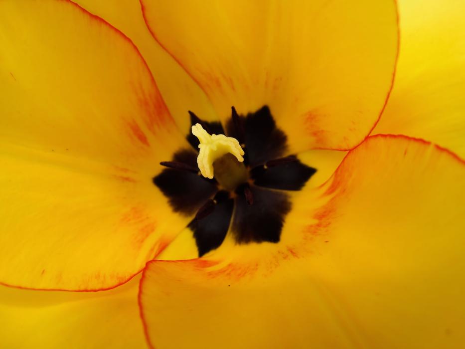 Tulip Floral