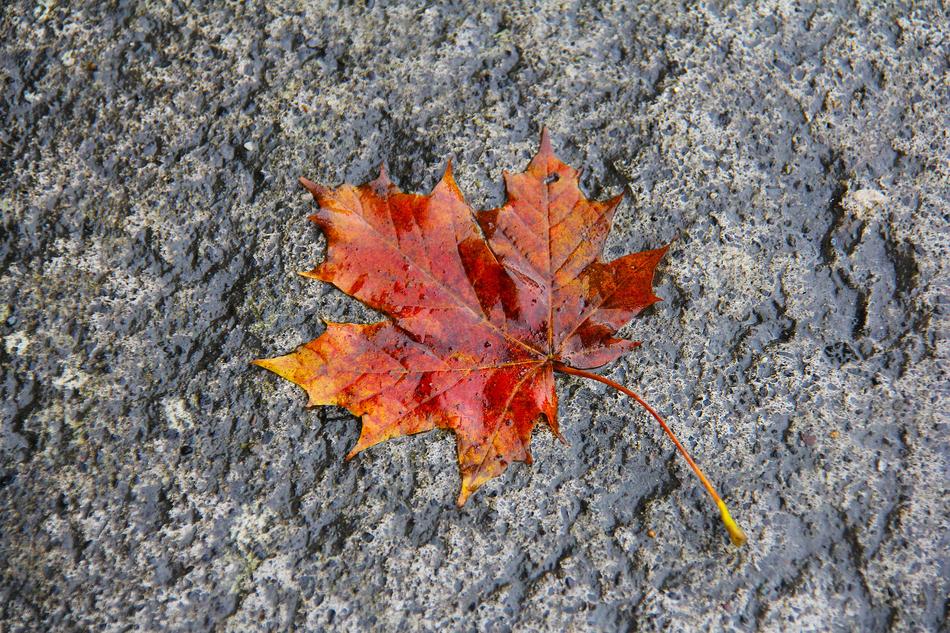 Wet Maple Leaf