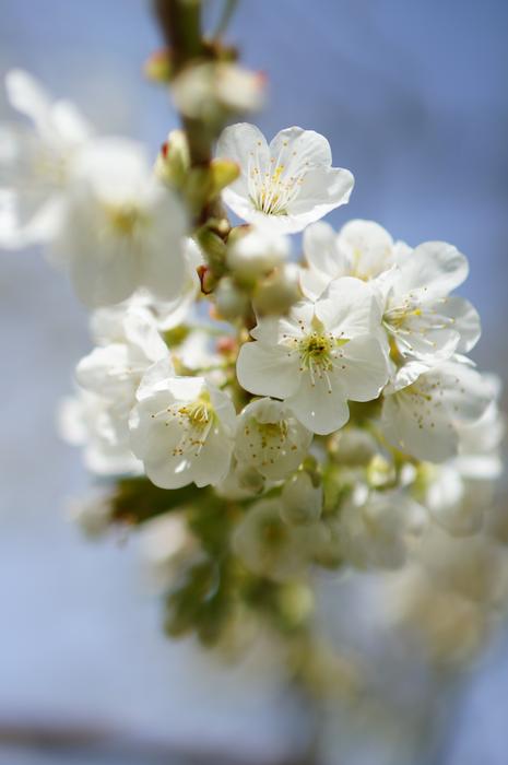 Apple Tree Flower