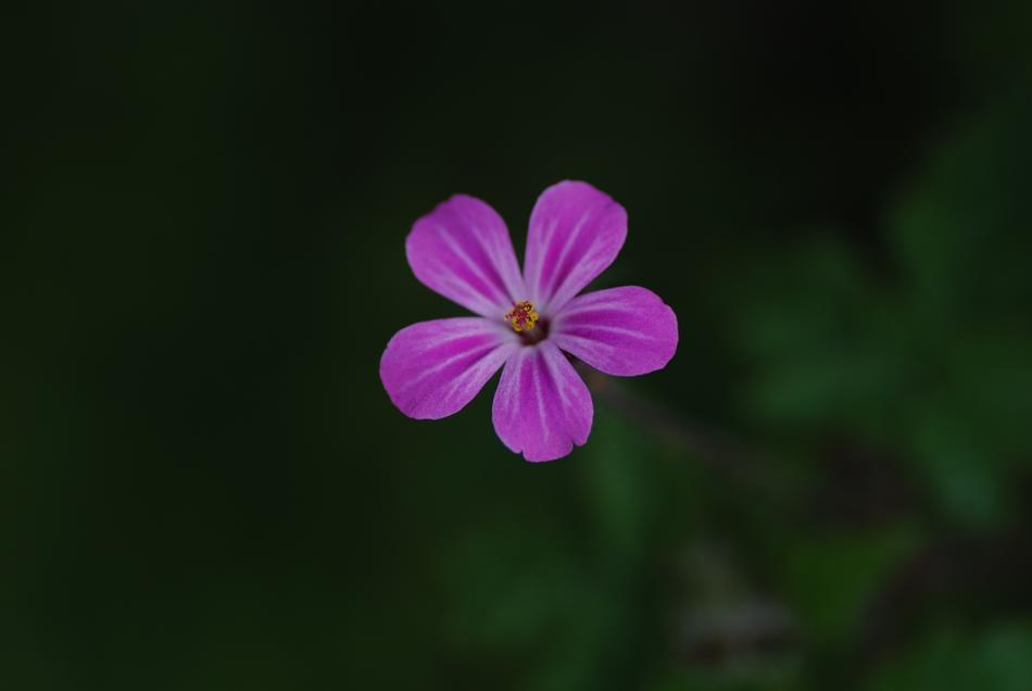Flower Purple Small
