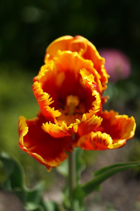 Flower Summer Colorful