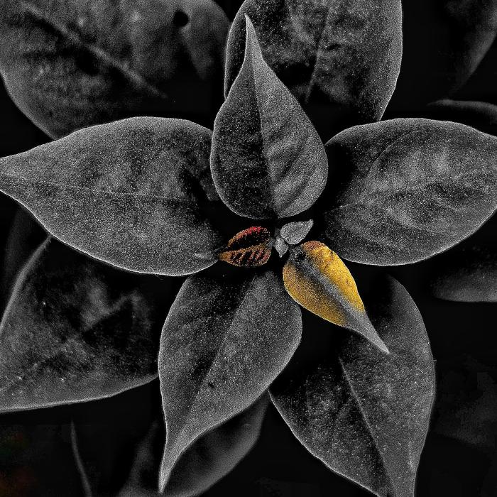 Leaf Nature Flora